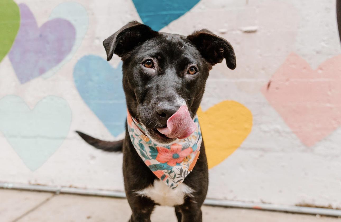 Trudy, ADOPTABLE, Young Female Australian Shepherd.