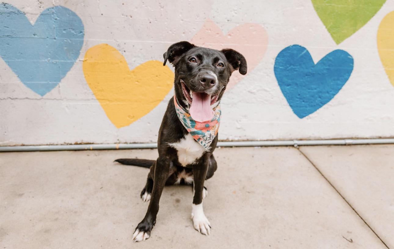 Enlarge Trudy, a ADOPTABLE mixed breed in MOORESVILLE, NC image 3/6