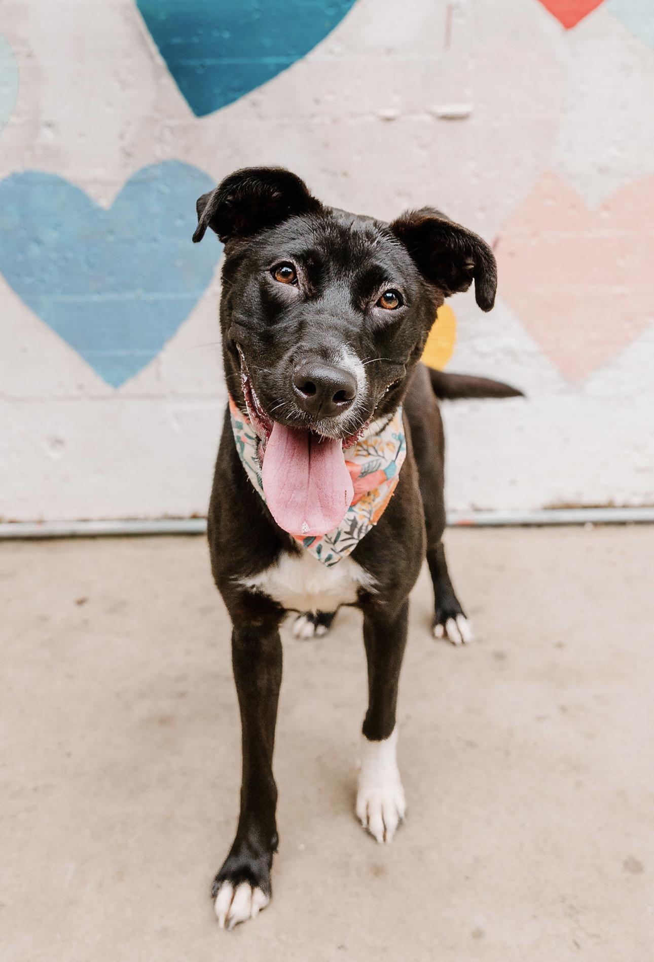 Enlarge Trudy, a ADOPTABLE mixed breed in MOORESVILLE, NC image 5/6