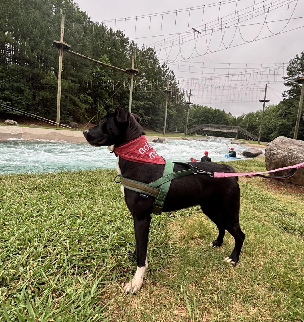 Enlarge Trudy, a ADOPTABLE mixed breed in MOORESVILLE, NC image 6/6
