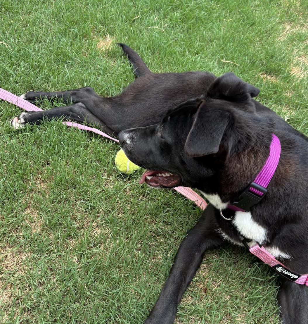 Enlarge Trudy, a ADOPTABLE mixed breed in MOORESVILLE, NC image 2/6