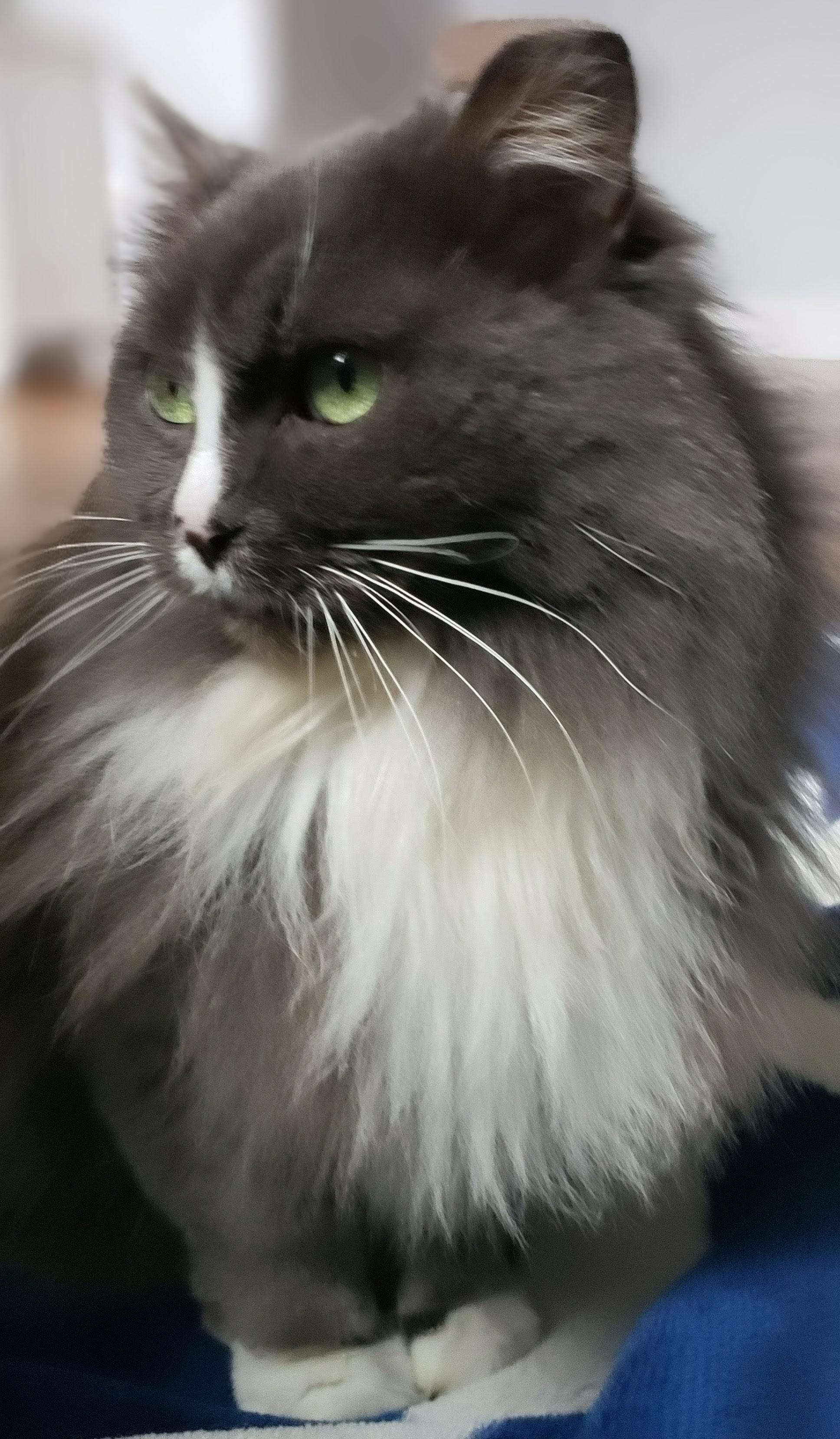 Missy, adoptable, Adult Female Maine Coon & Persian.