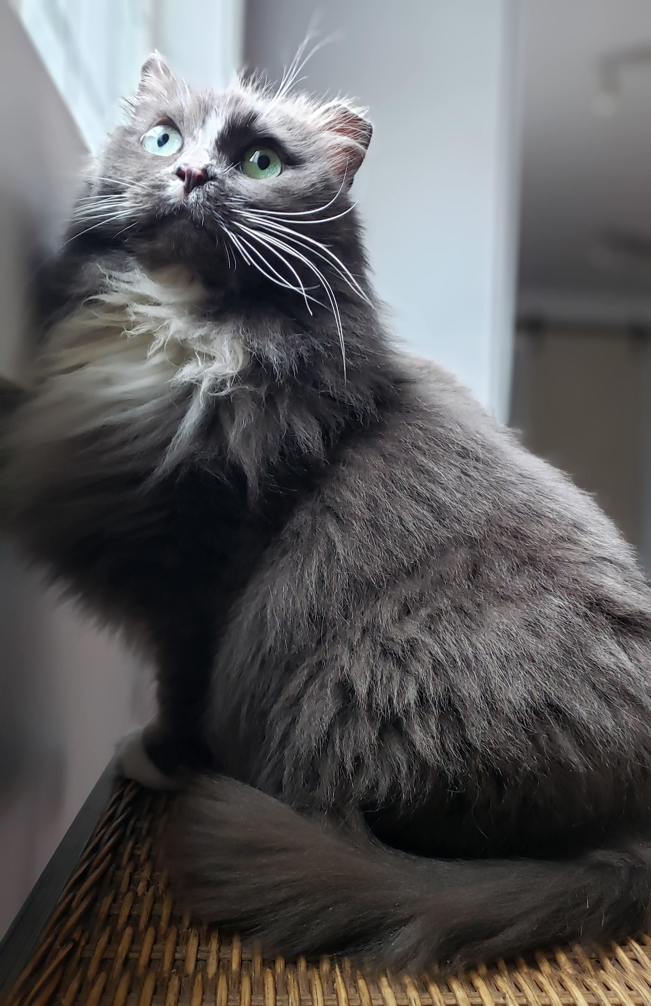 Missy, an adoptable mixed breed in Bow, WA image 4/5