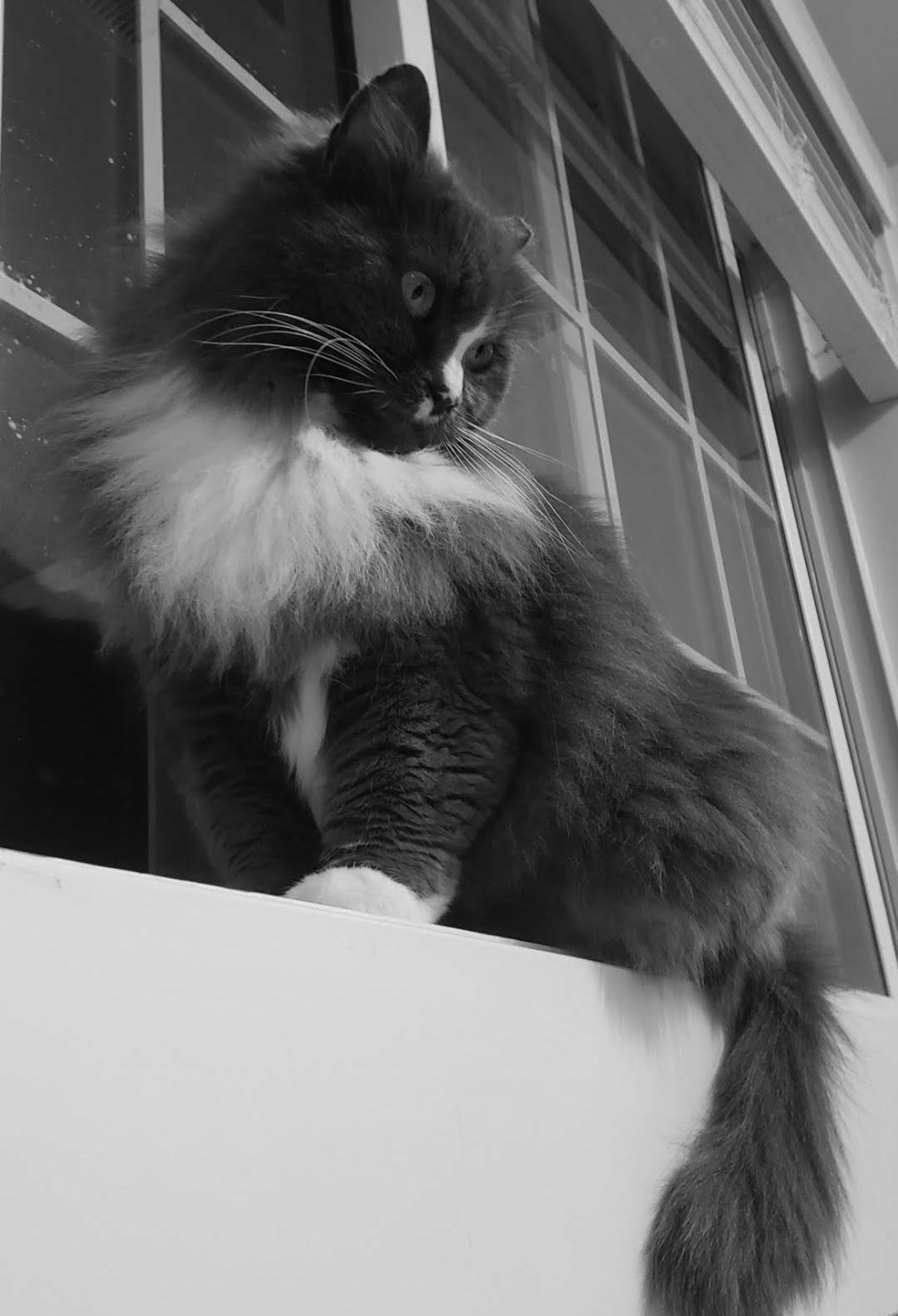 Missy, an adoptable mixed breed in Bow, WA image 3/5