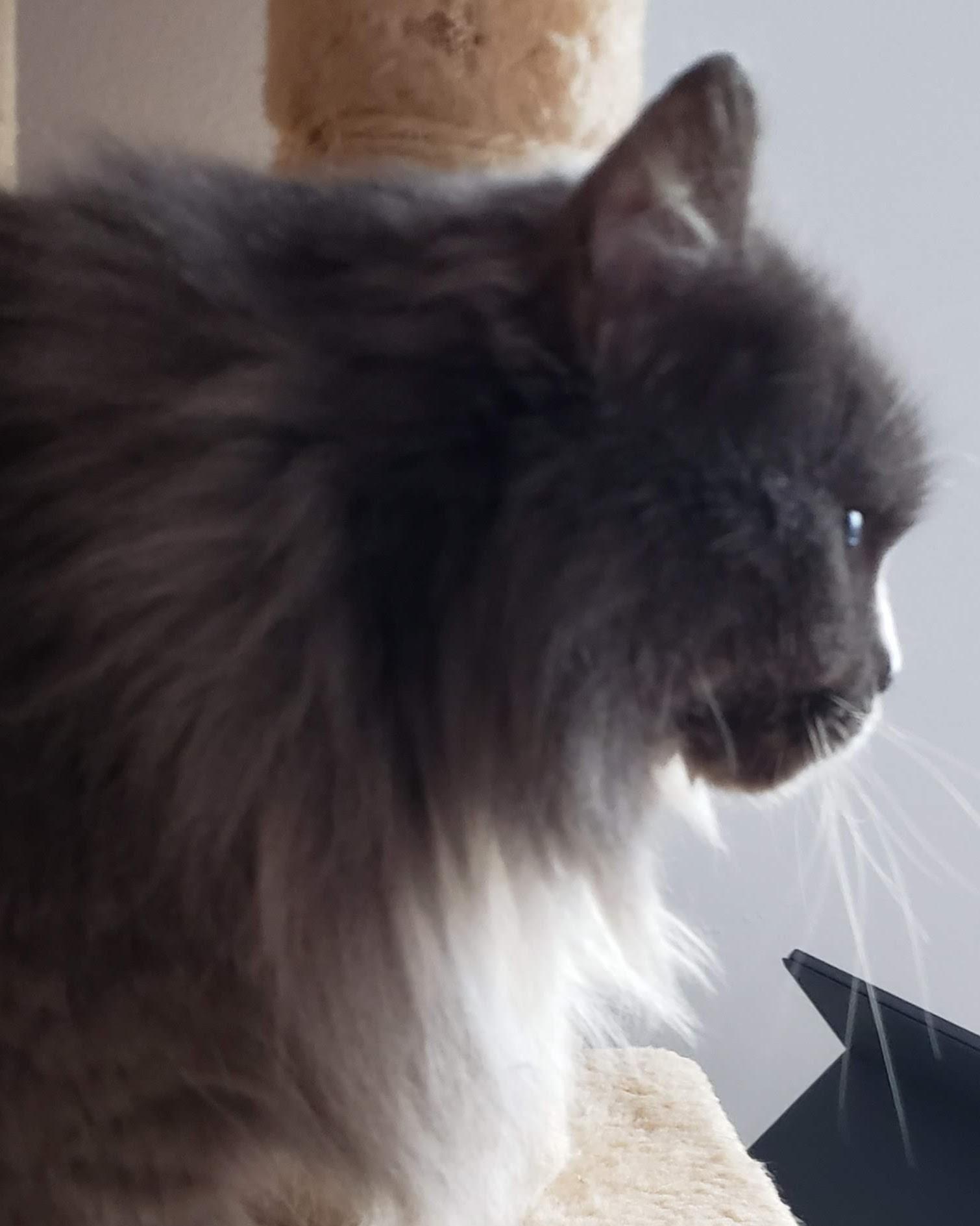 Missy, an adoptable mixed breed in Bow, WA image 2/5