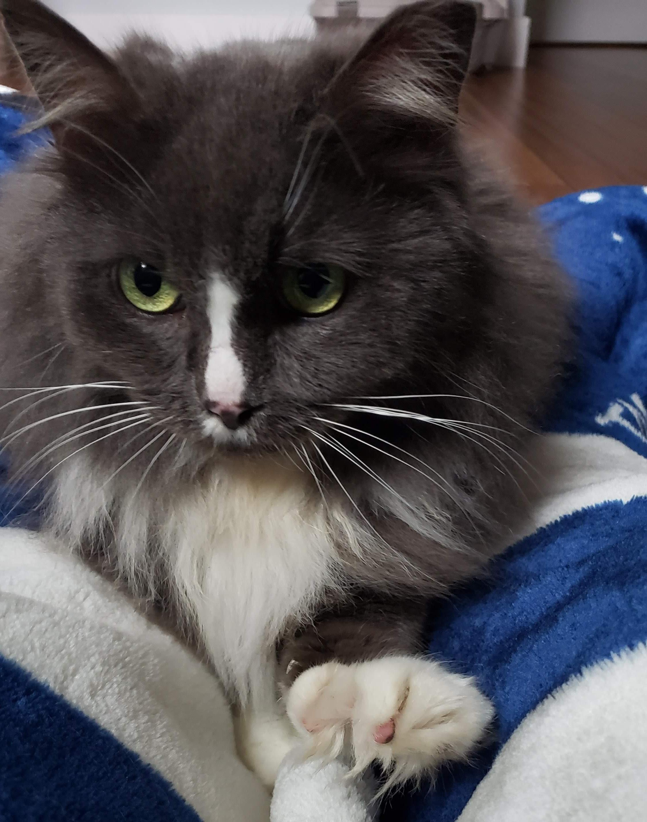 Missy, an adoptable mixed breed in Bow, WA image 5/5