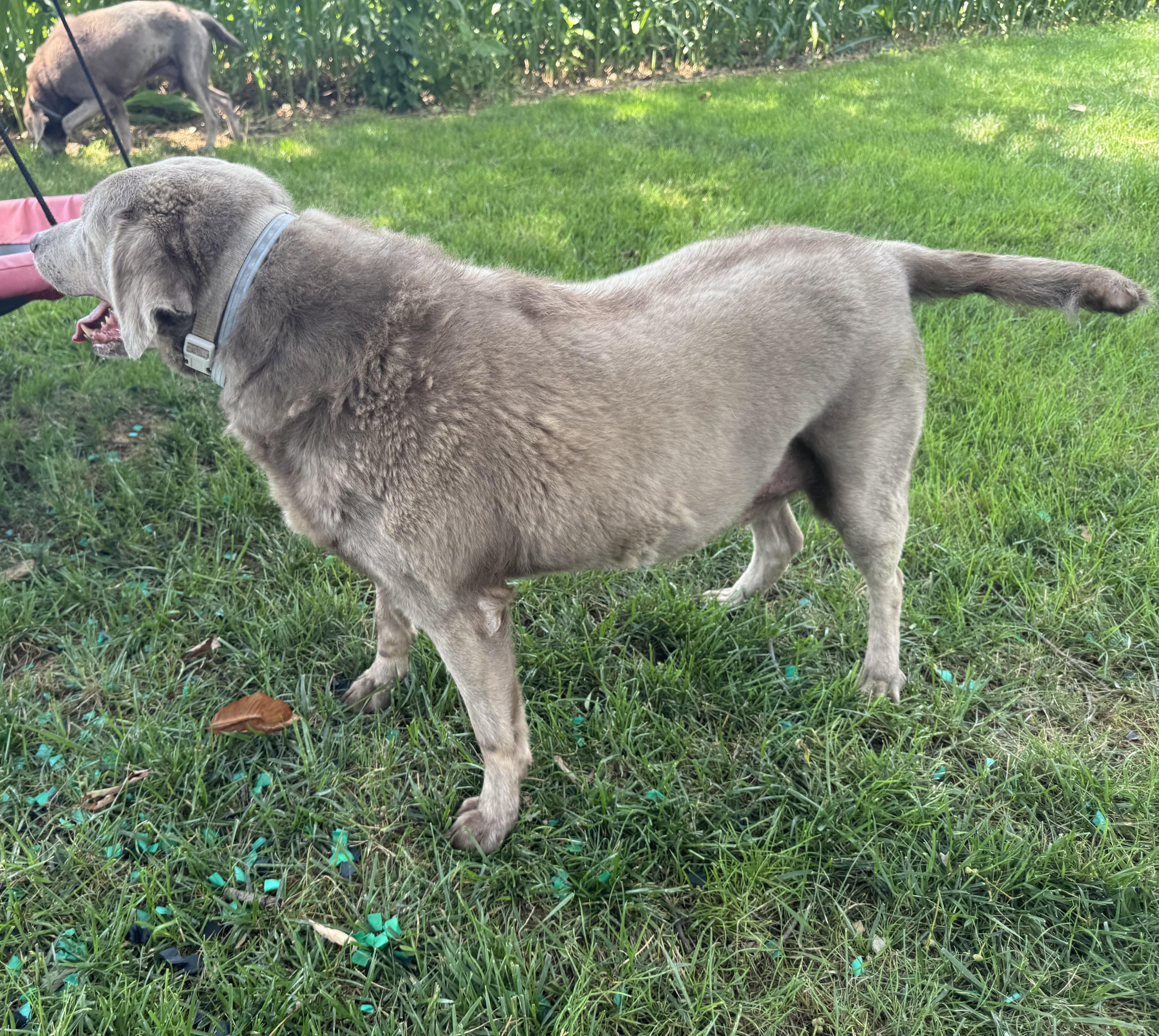 Stella, a ADOPTABLE Labrador Retriever in Warrington, PA image 3/5