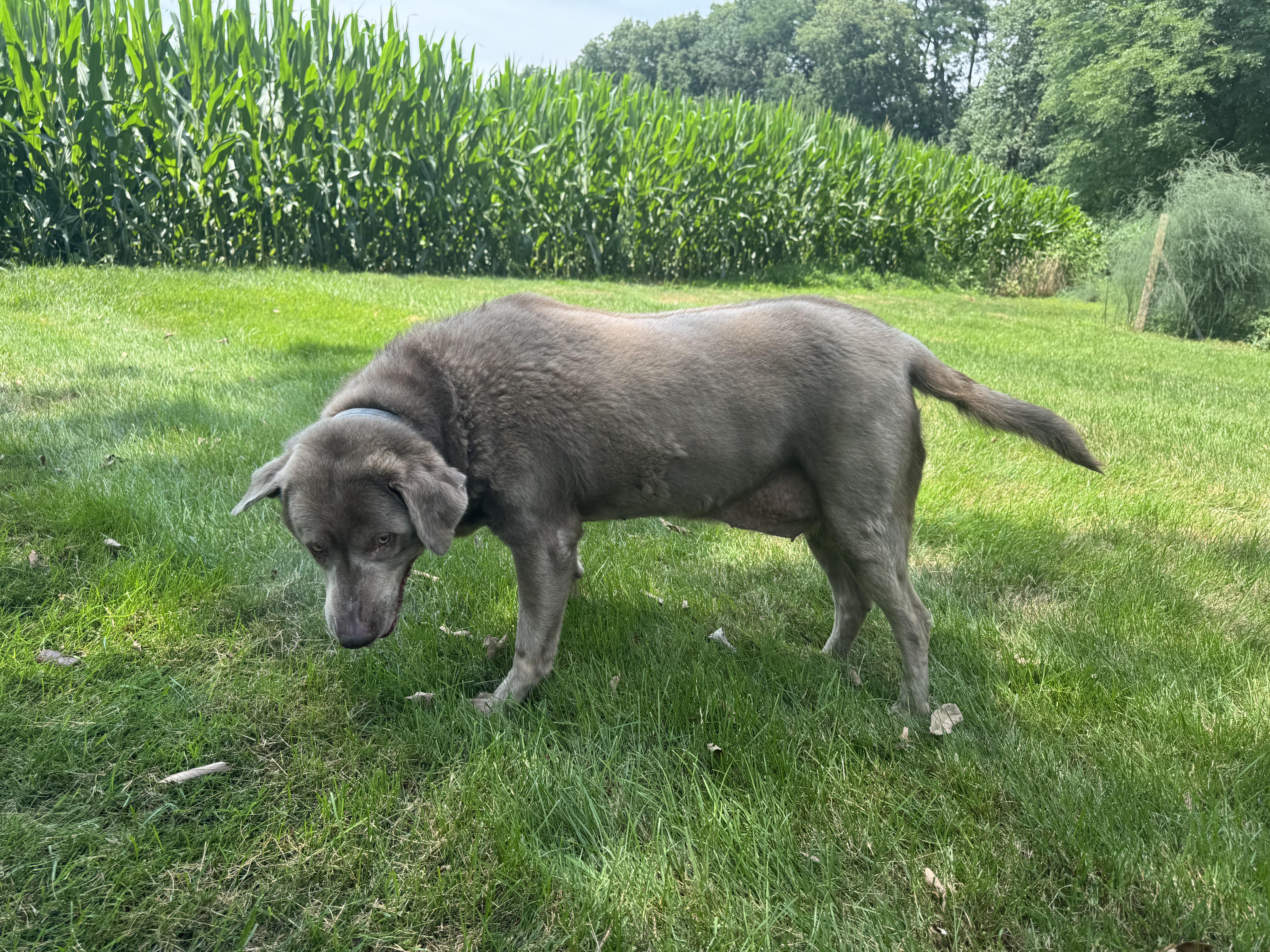 Stella, a ADOPTABLE Labrador Retriever in Warrington, PA image 5/5