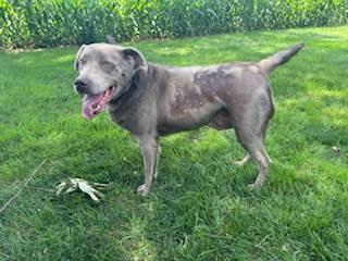 Stella, a ADOPTABLE Labrador Retriever in Warrington, PA image 2/5