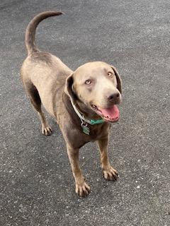 Stella, a ADOPTABLE Labrador Retriever in Warrington, PA image 4/5
