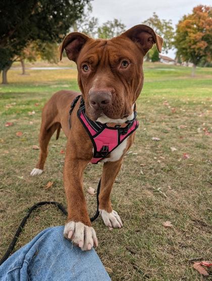 Apollo, a Adoptable mixed breed in Lewiston, ID image 1/6