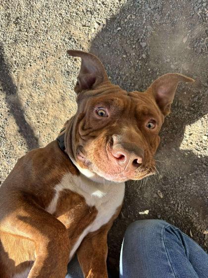 Apollo, a Adoptable mixed breed in Lewiston, ID image 2/6
