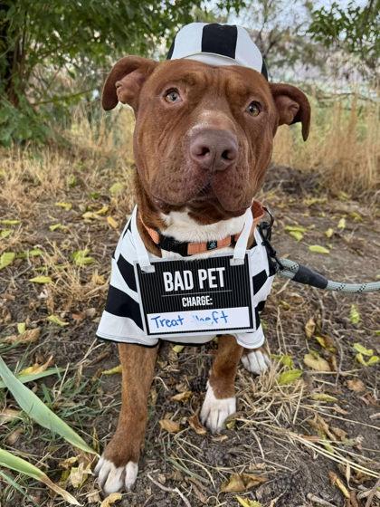 Apollo, a Adoptable mixed breed in Lewiston, ID image 3/6