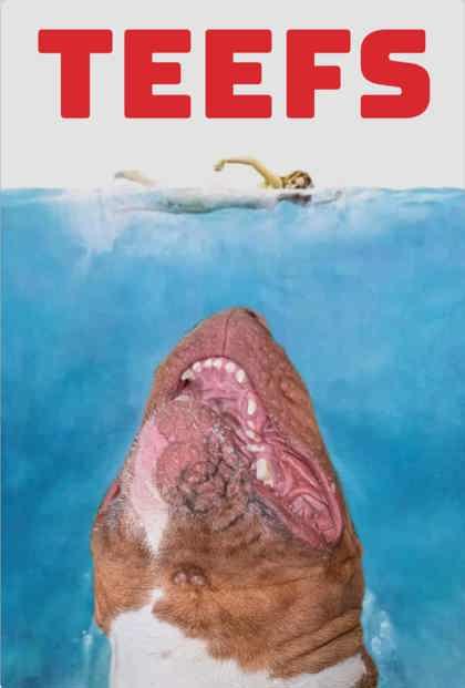 Apollo, a Adoptable mixed breed in Lewiston, ID image 4/6