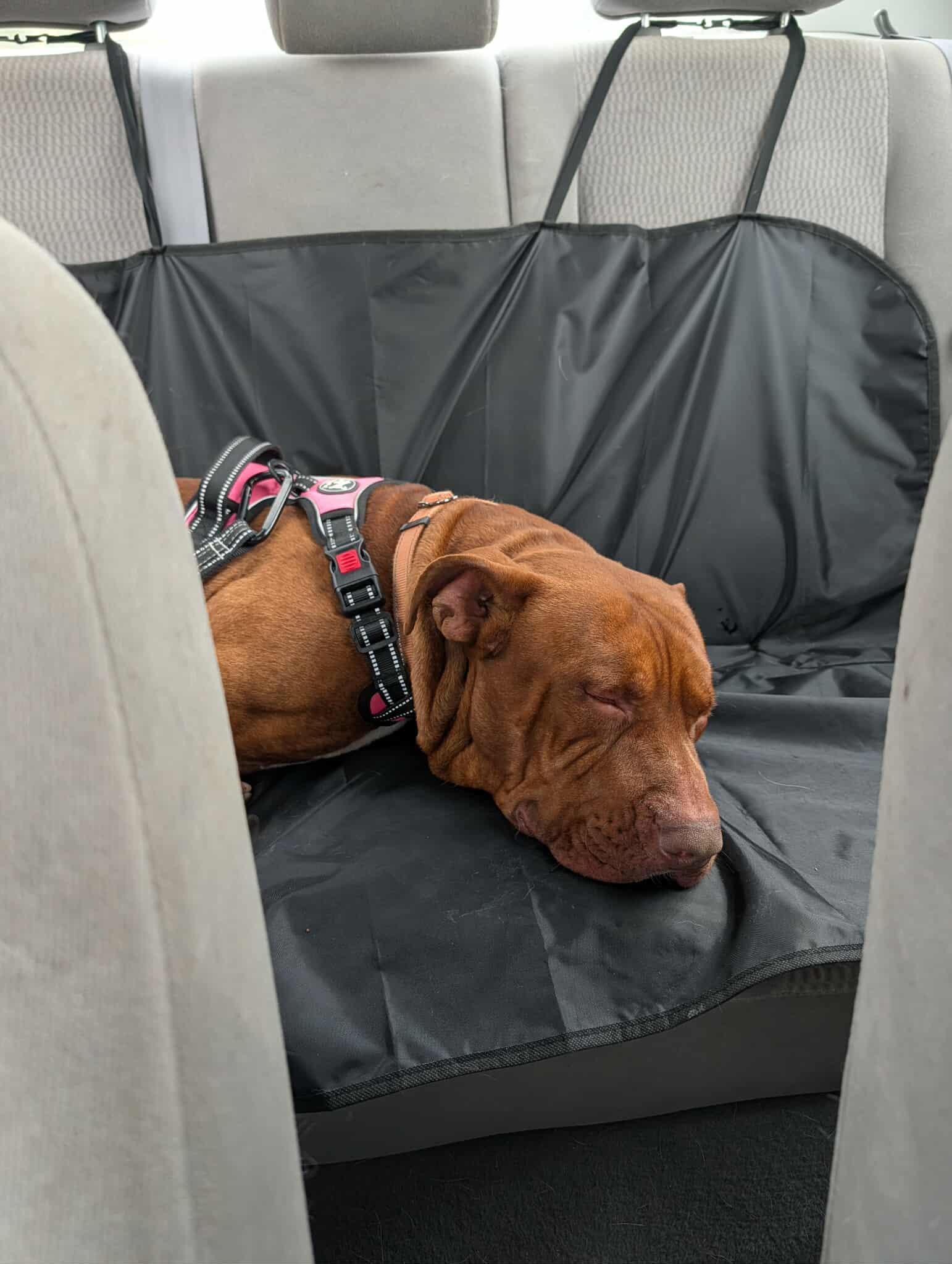 Apollo, a Adoptable mixed breed in Lewiston, ID image 5/6