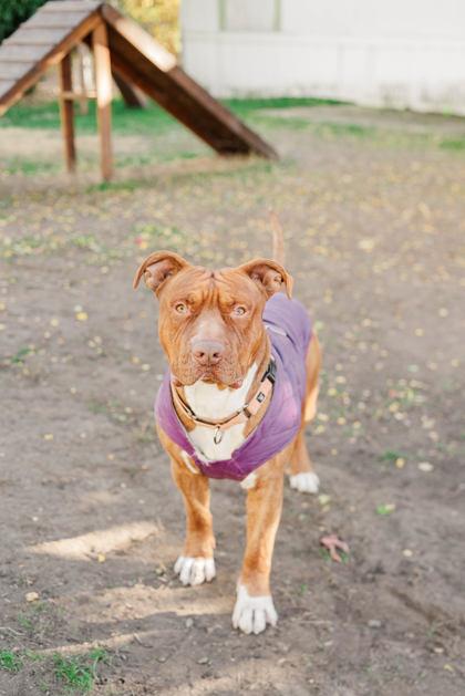 Apollo, a Adoptable mixed breed in Lewiston, ID image 6/6