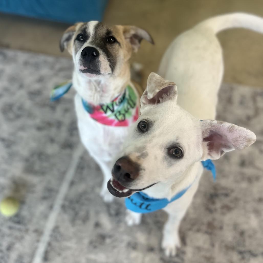 Enlarge Whitt, a Adoptable mixed breed in Brownsboro, AL image 1/6