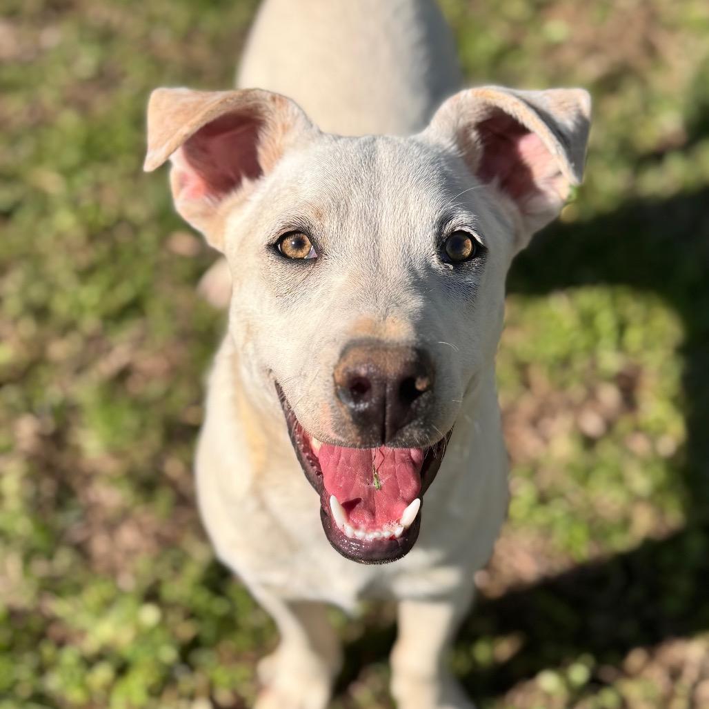 Enlarge Whitt, a Adoptable mixed breed in Brownsboro, AL image 2/6
