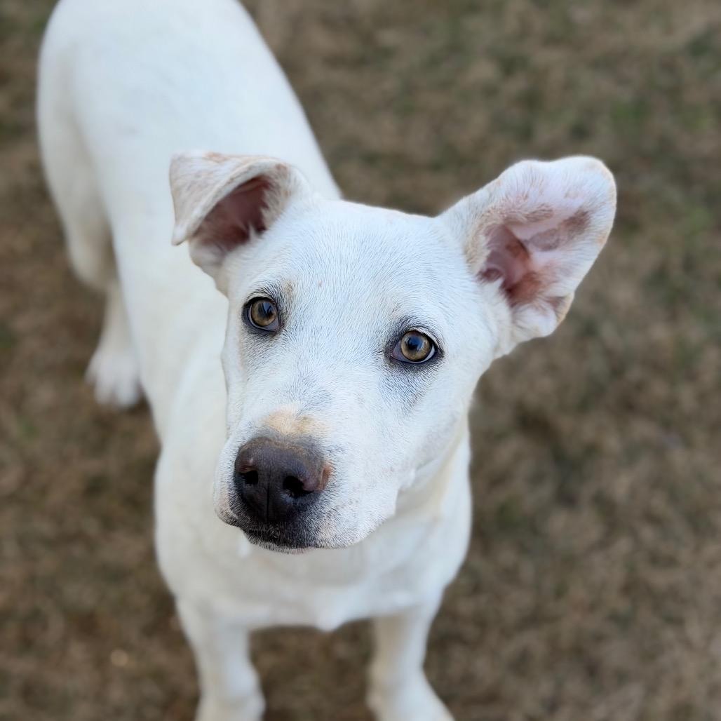 Enlarge Whitt, a Adoptable mixed breed in Brownsboro, AL image 3/6