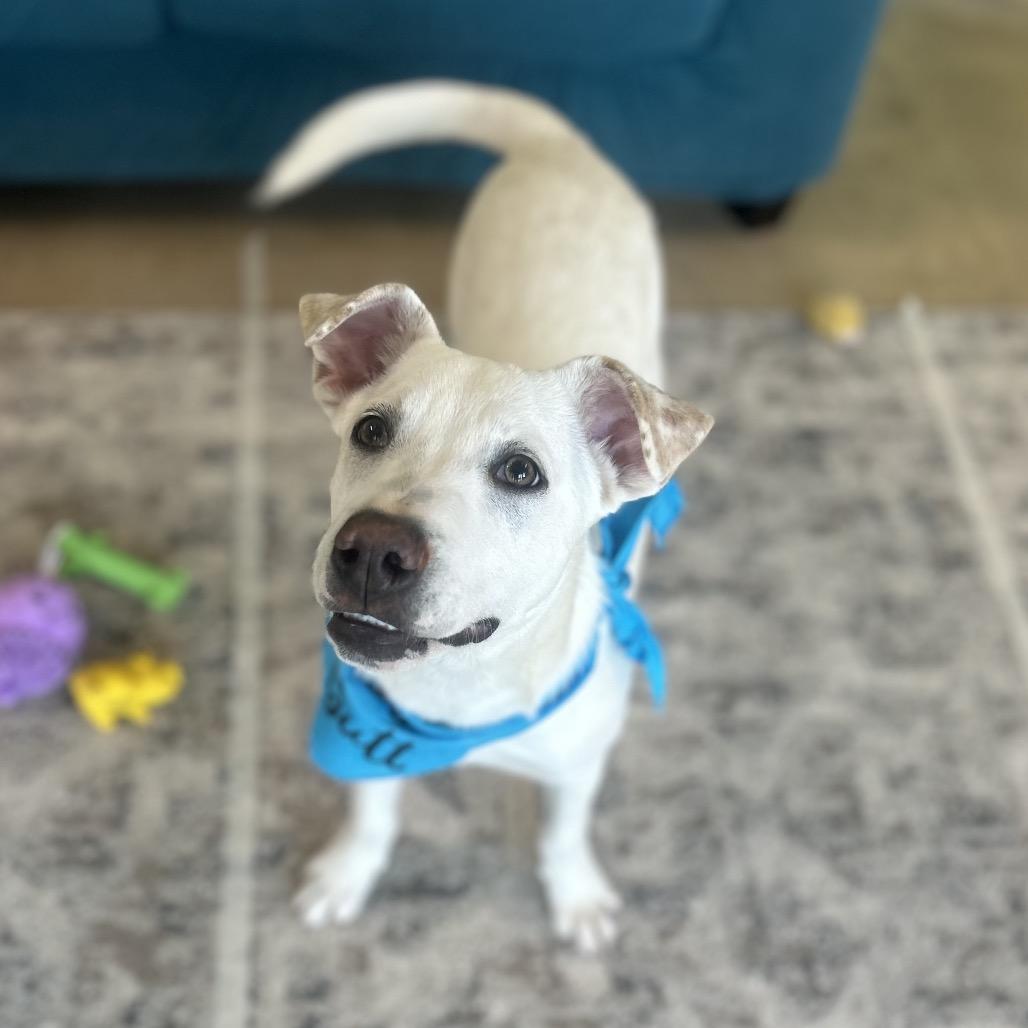 Enlarge Whitt, a Adoptable mixed breed in Brownsboro, AL image 4/6