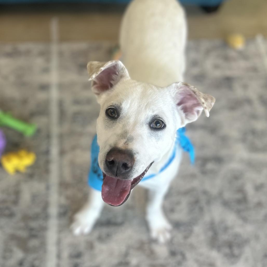 Enlarge Whitt, a Adoptable mixed breed in Brownsboro, AL image 5/6