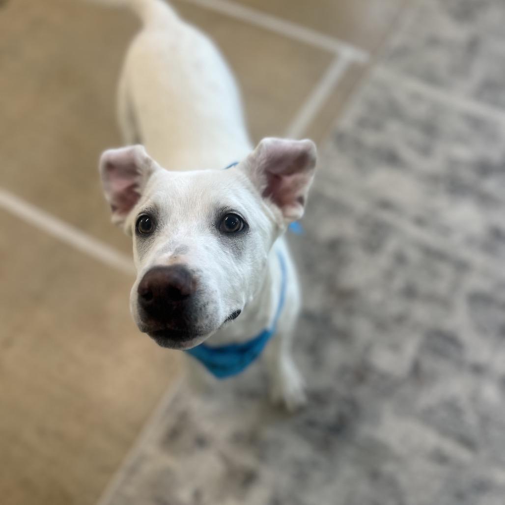 Enlarge Whitt, a Adoptable mixed breed in Brownsboro, AL image 6/6