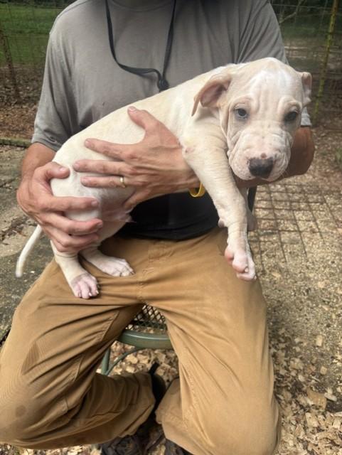 Perry, adoptable, Puppy Male Bulldog & Terrier.