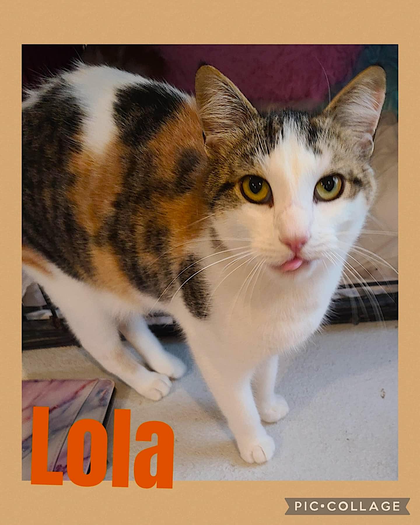 Lola - Melissa Ross foster, an adoptable Domestic Short Hair in St Stephen, NB, E3L 2X2 | Photo Image 2