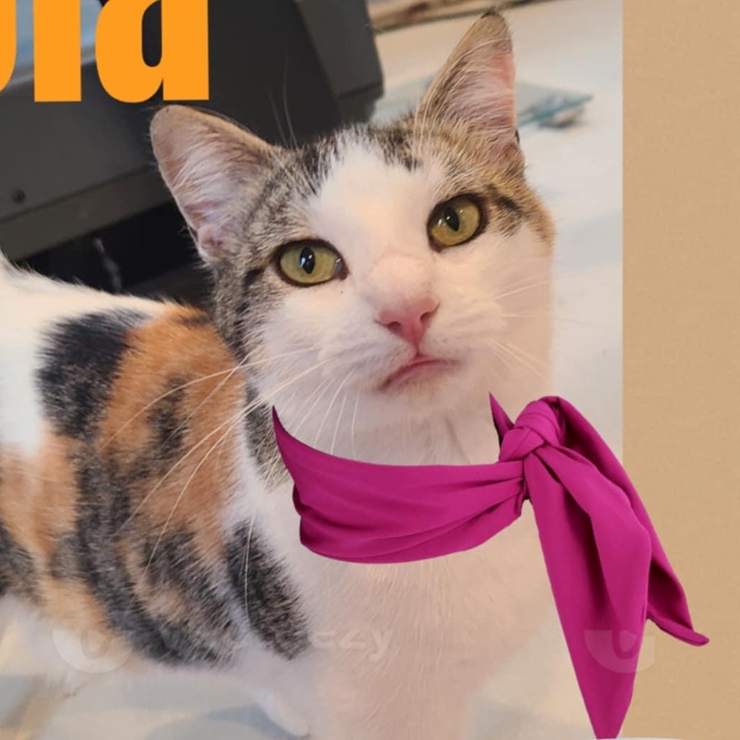 Lola - Melissa Ross foster, an adoptable Domestic Short Hair in St Stephen, NB, E3L 2X2 | Photo Image 1