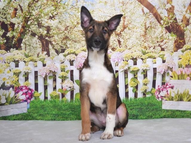BANDIT, Adoptable, Puppy Male German Shepherd Dog & Mixed Breed.