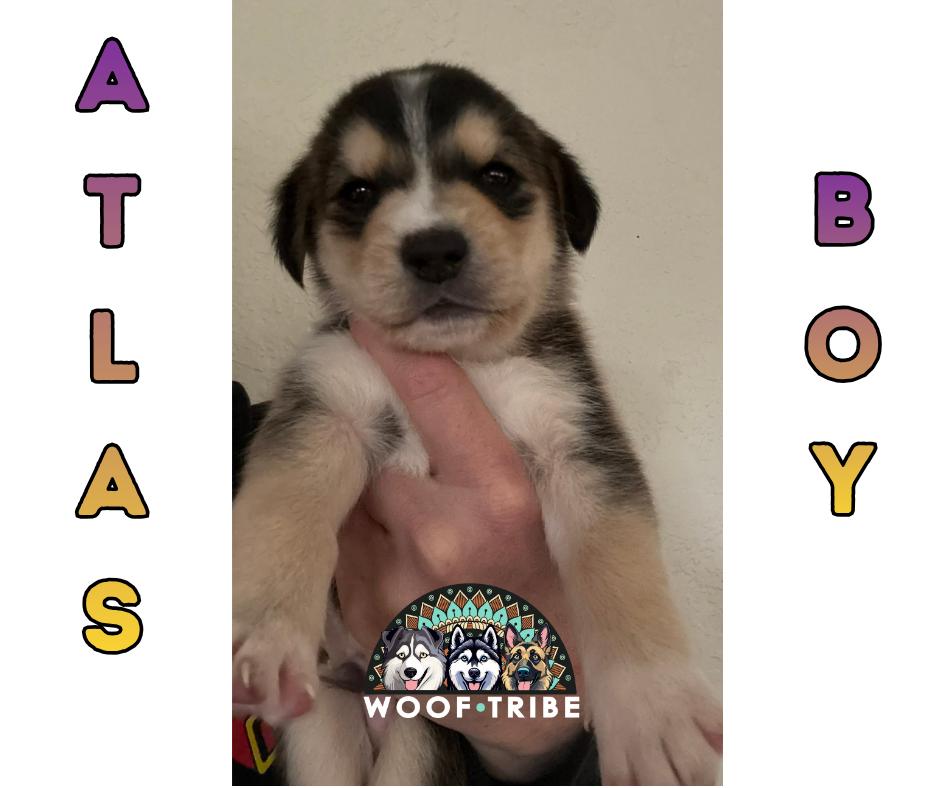 💜✨ ATLAS BOY ✨💜, ADOPTABLE, Puppy Male Siberian Husky & Labrador Retriever.