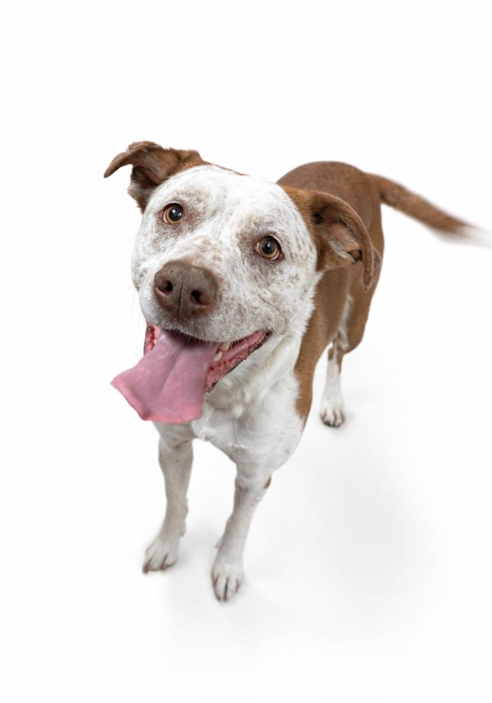 Dakota, Adoptable, Adult Female Pit Bull Terrier & Mixed Breed.