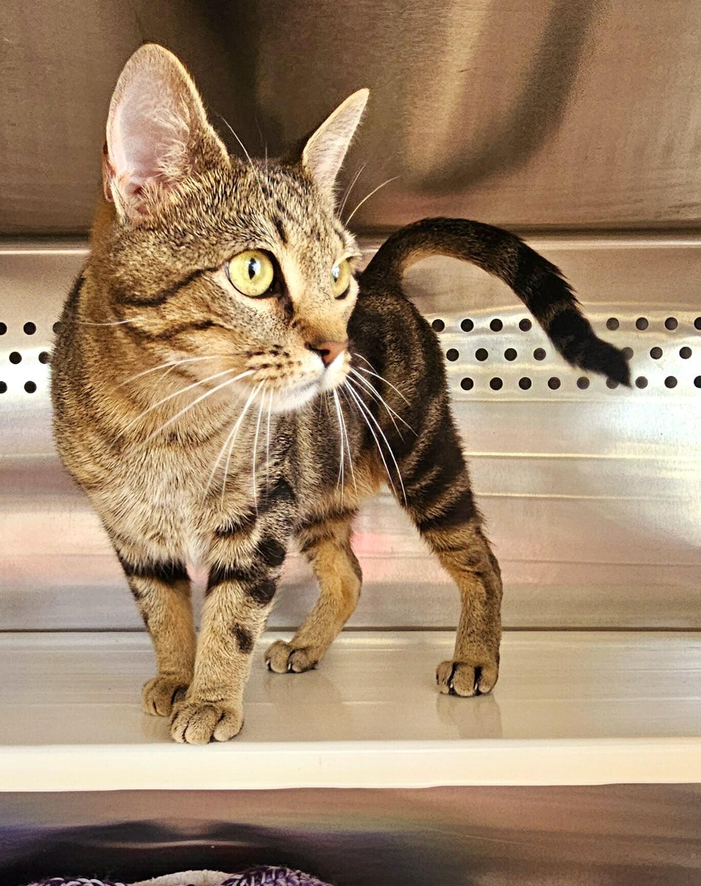 Does Oak Ridge Pets Mart Groom Cats? Expert Services Revealed!