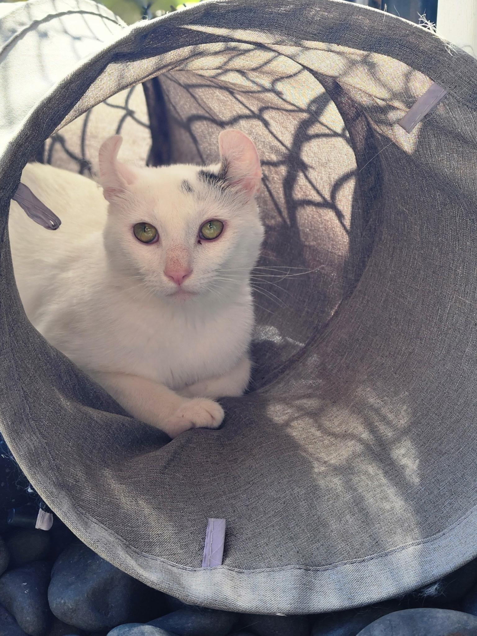 Enlarge Stitch, a Adopted American Curl in Mentor, OH image 1/4