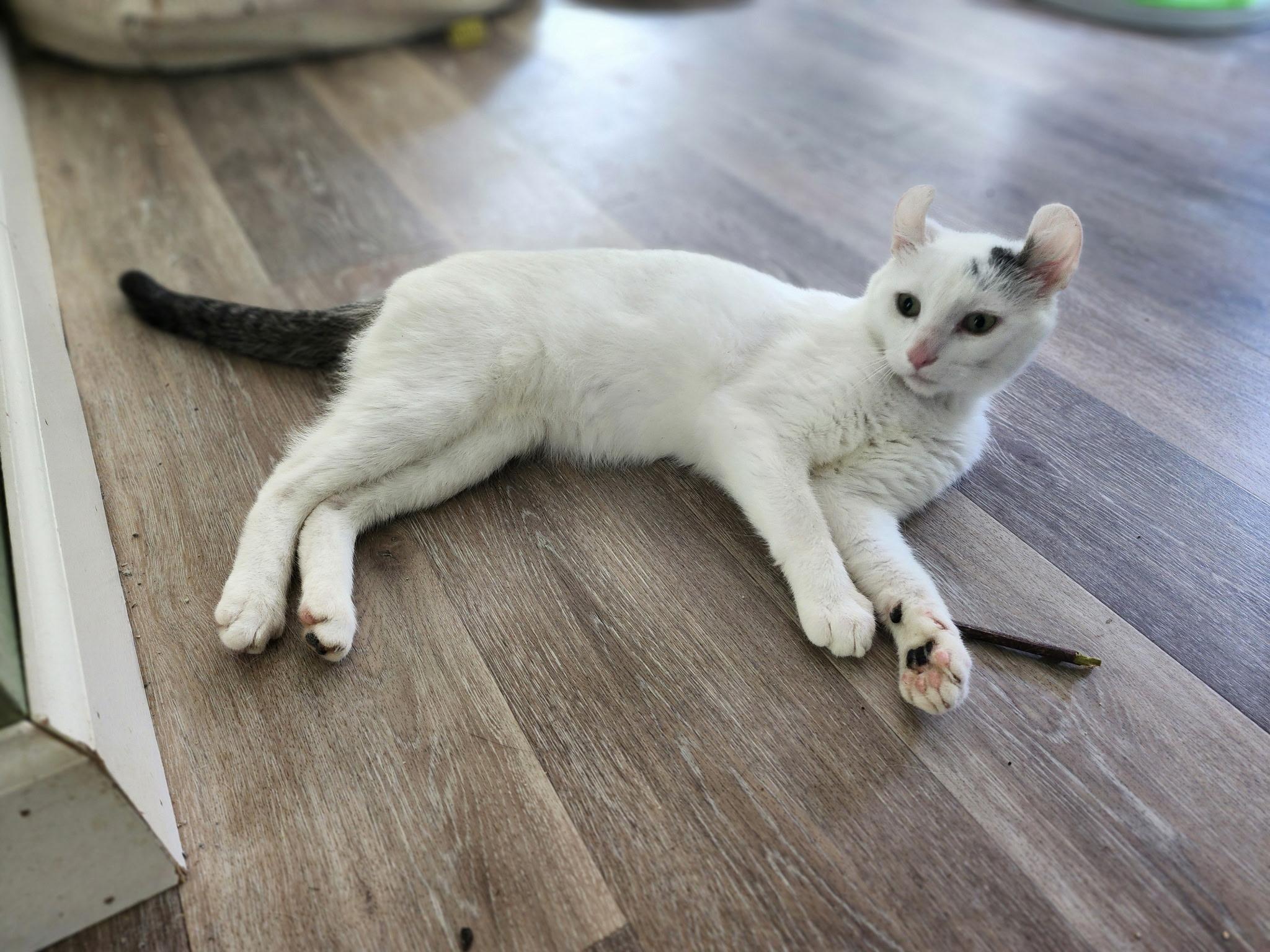 Stitch, Adopted, Young Male American Curl.