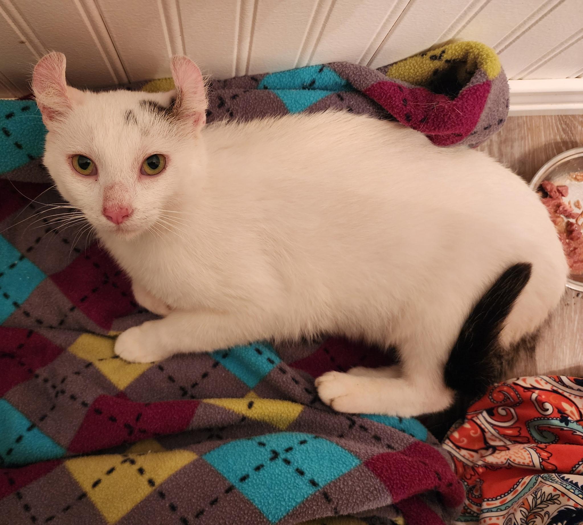 Enlarge Stitch, a Adopted American Curl in Mentor, OH image 3/4