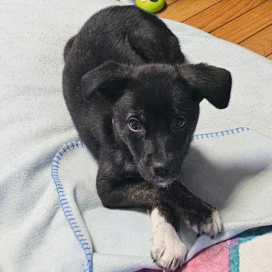 Donna, ADOPTABLE, Young Female Mixed Breed.