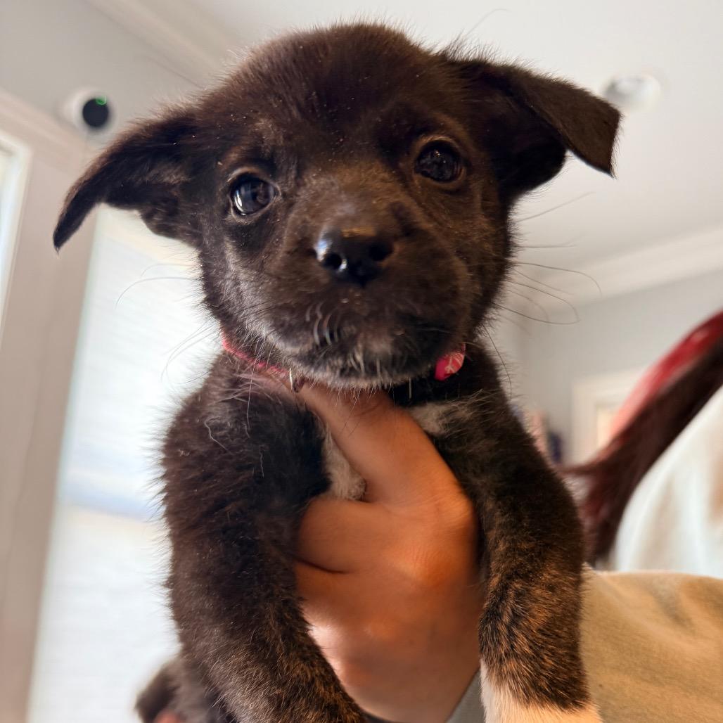 Enlarge Donna, a ADOPTABLE Mixed Breed in Chicago, IL image 3/3