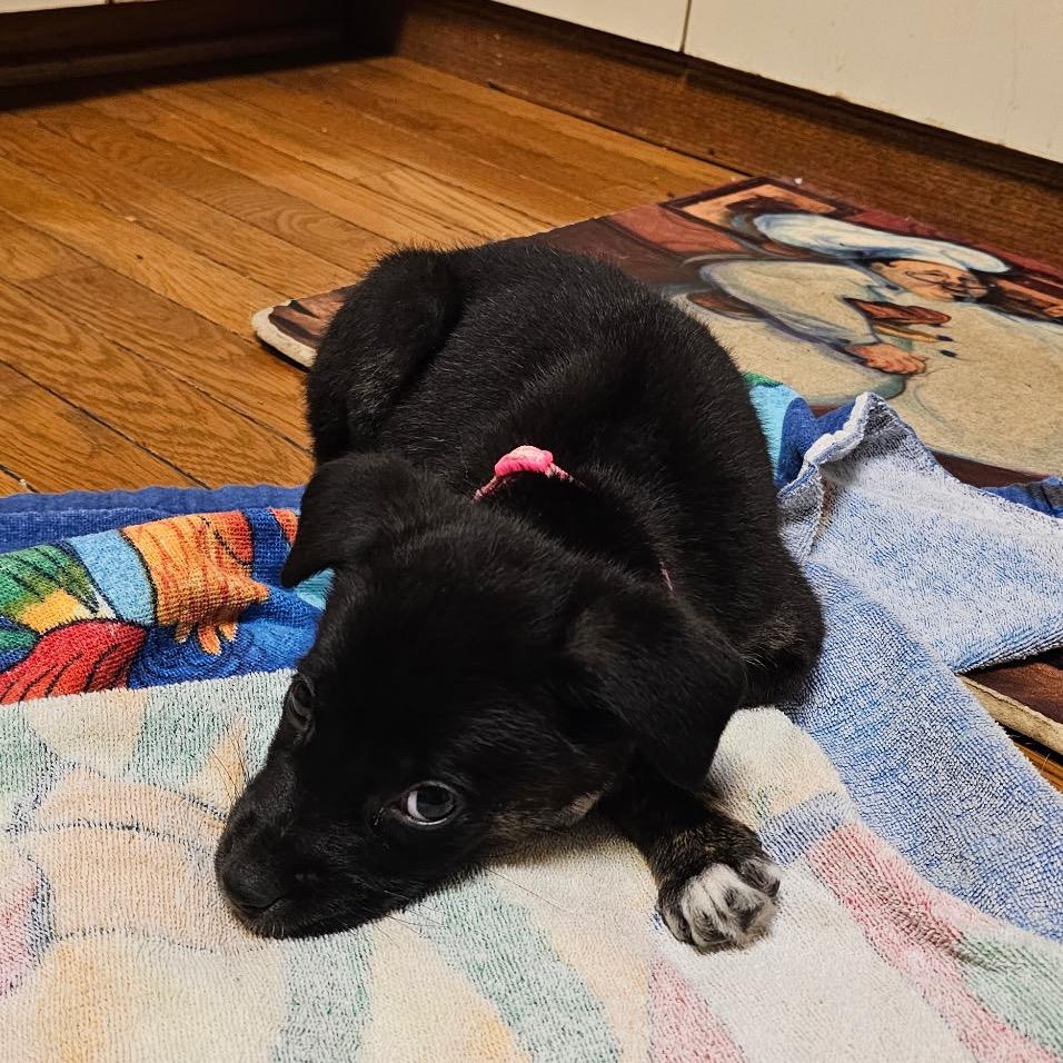 Enlarge Donna, a ADOPTABLE Mixed Breed in Chicago, IL image 2/3