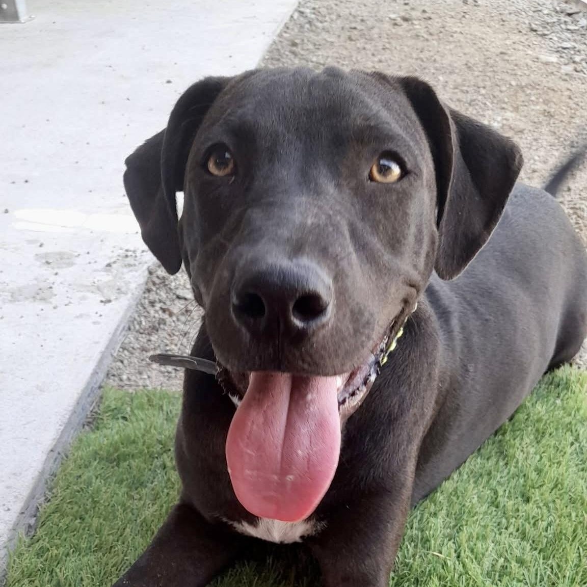 Roger, ADOPTABLE, Puppy Male Mixed Breed.