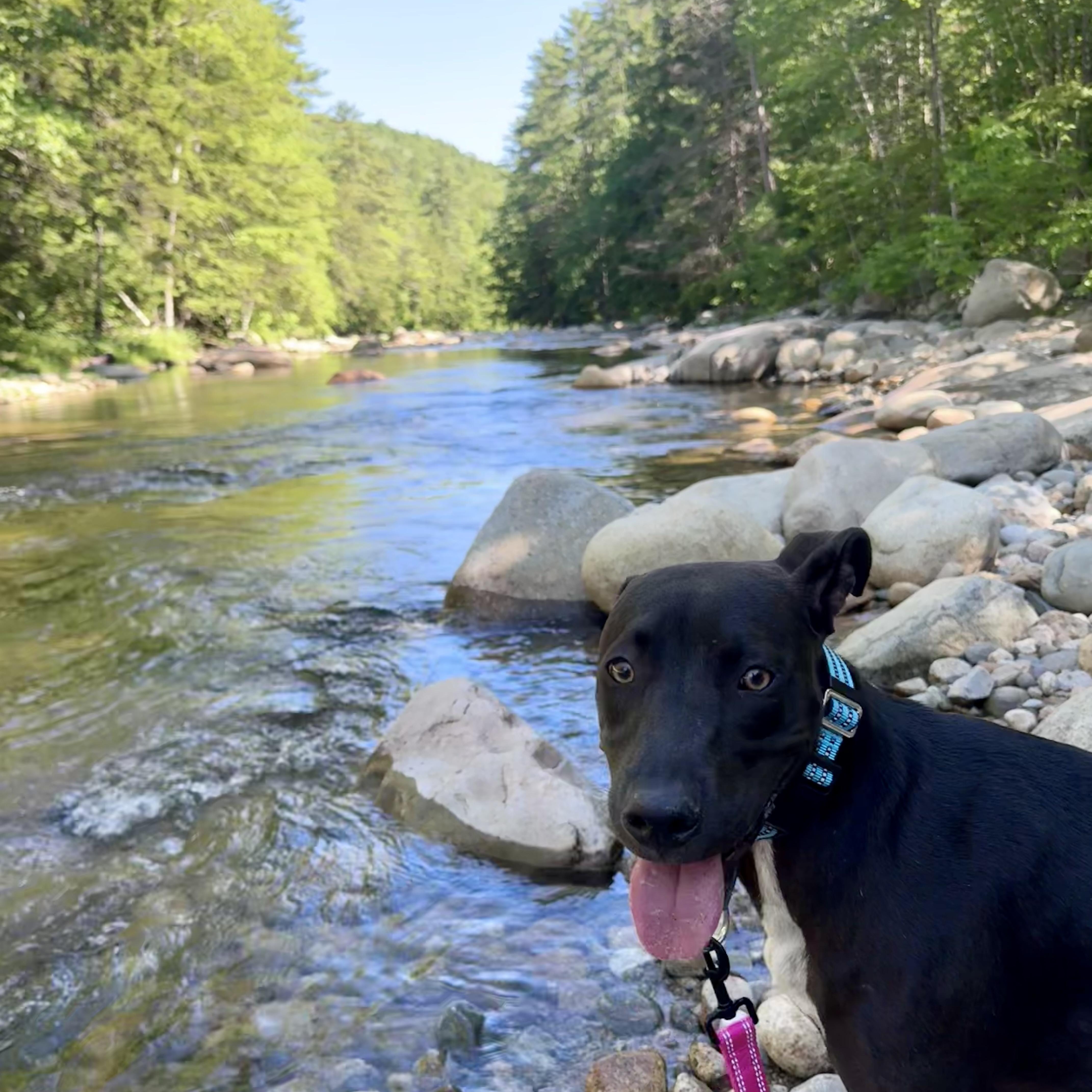 Roger, a ADOPTABLE Mixed Breed in Brookline, MA image 6/6