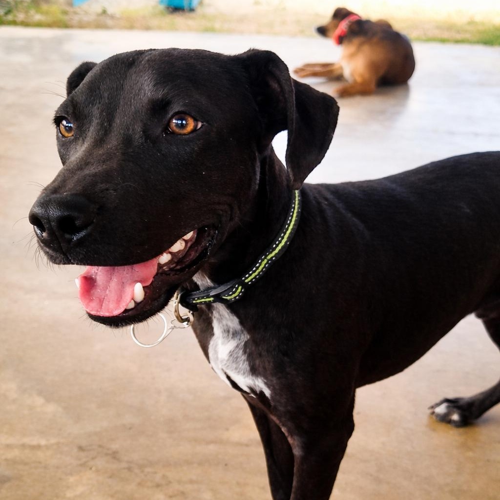Roger, a ADOPTABLE Mixed Breed in Brookline, MA image 2/6