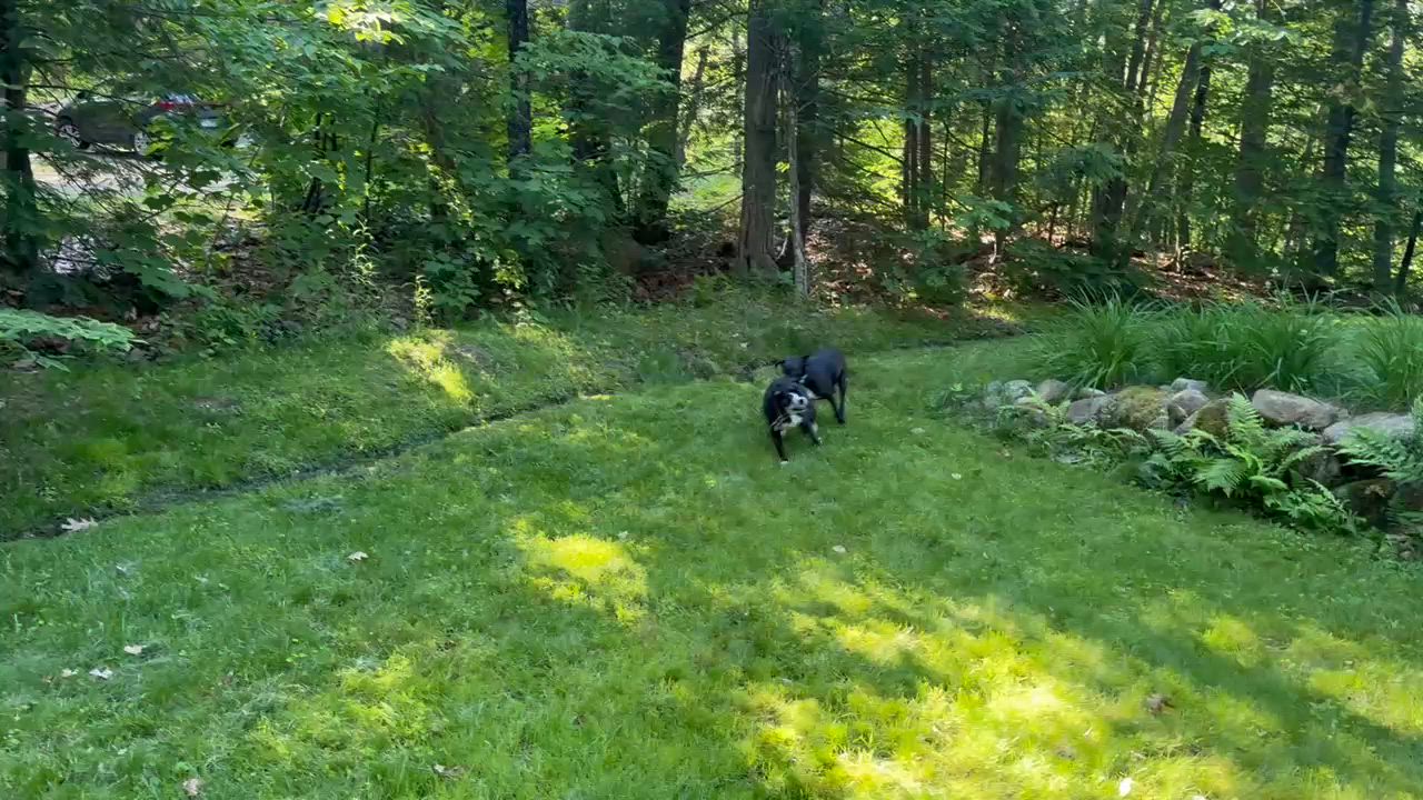 Enlarge Roger, a ADOPTABLE Mixed Breed in Brookline, MA video 4/6