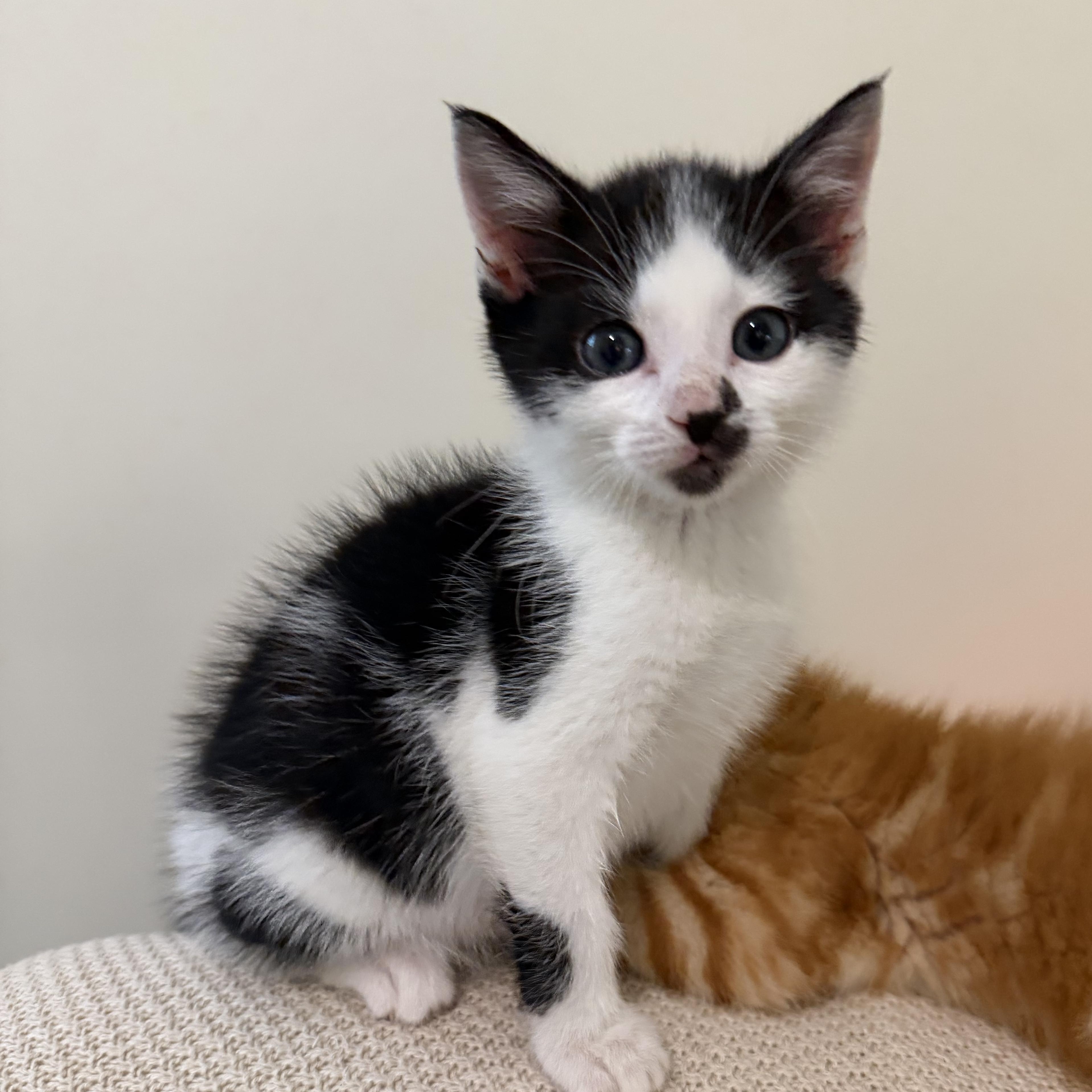 Enlarge Moo, a Adoptable Domestic Short Hair in atlanta, GA image 1/4