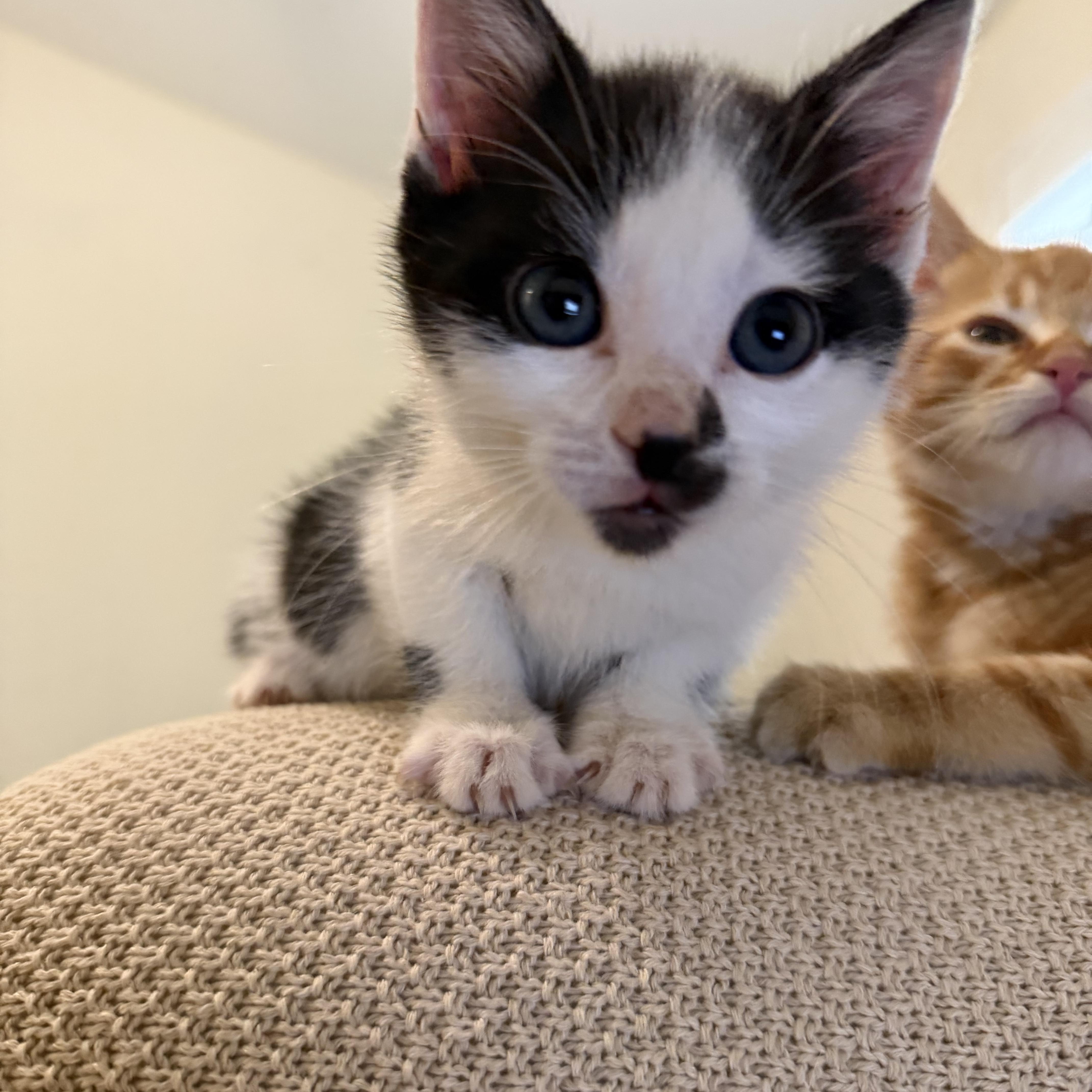 Enlarge Moo, a Adoptable Domestic Short Hair in atlanta, GA image 2/4