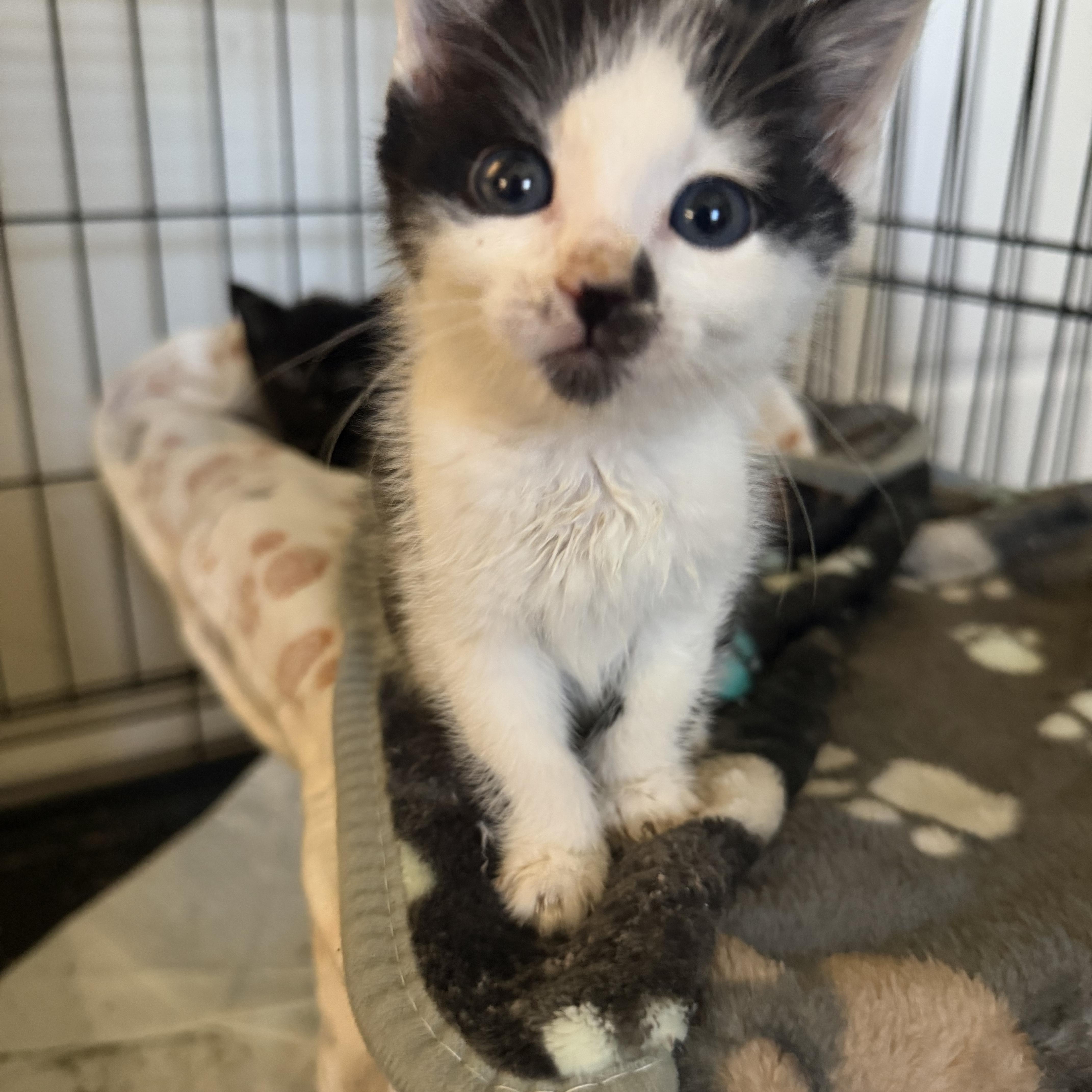 Enlarge Moo, a Adoptable Domestic Short Hair in atlanta, GA image 3/4