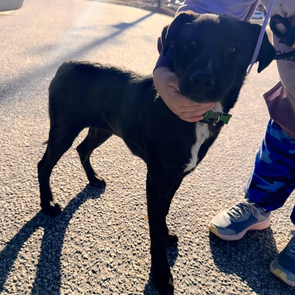 Jenny, Adoptable, Adult Female Shepherd & Mixed Breed.
