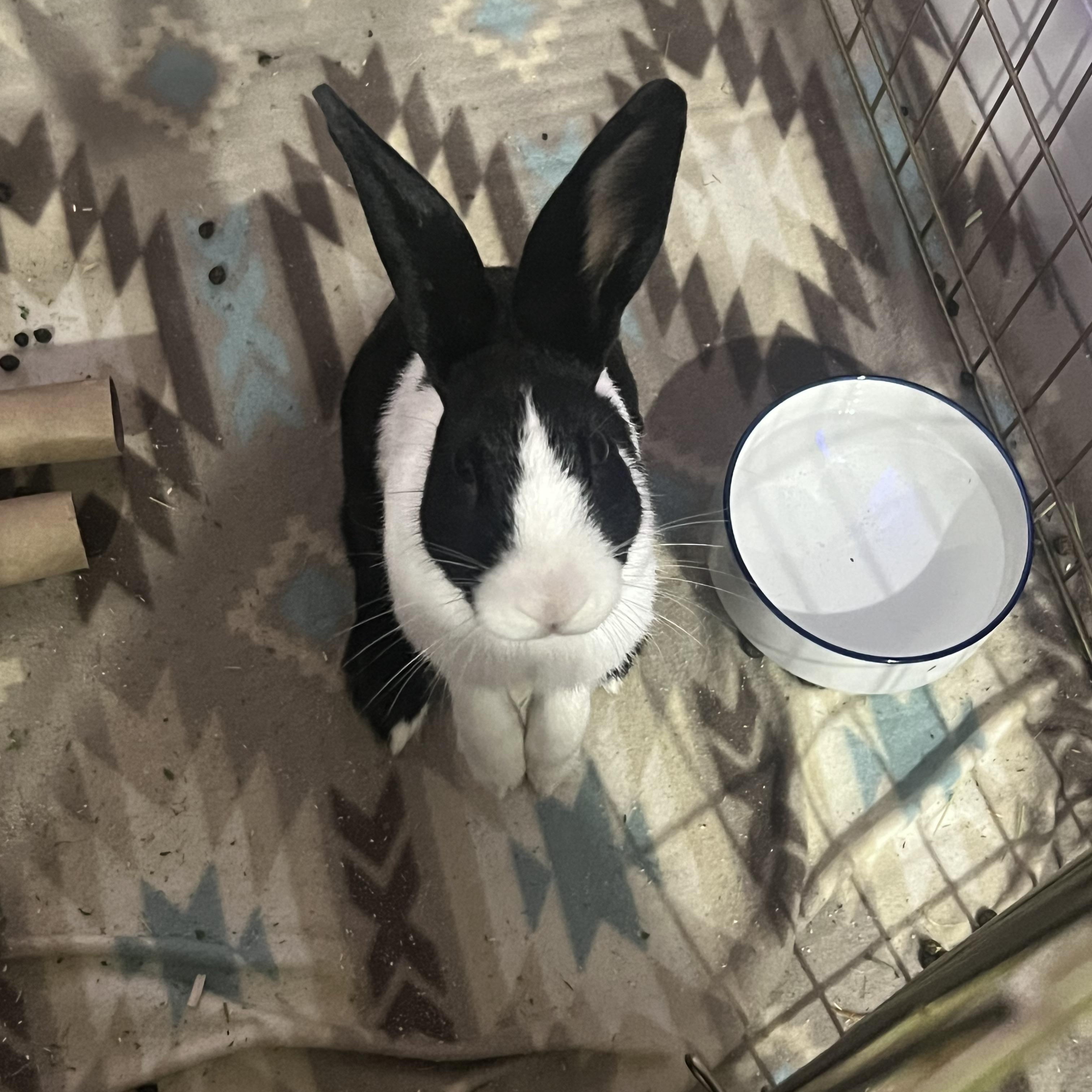 Enlarge Rumi, an adopted Dutch in Huntsville, AL image 2/5