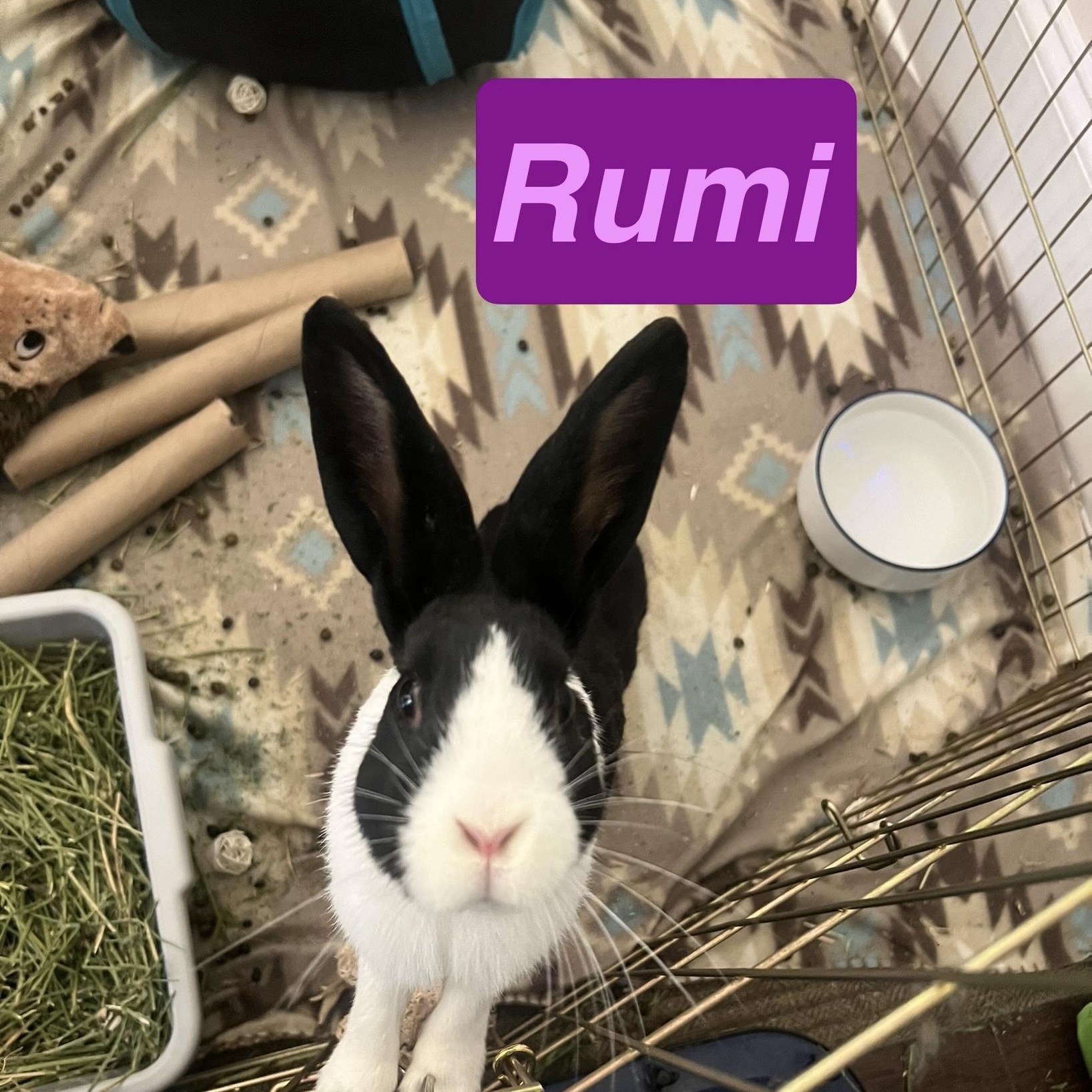 Enlarge Rumi, an adopted Dutch in Huntsville, AL image 1/5