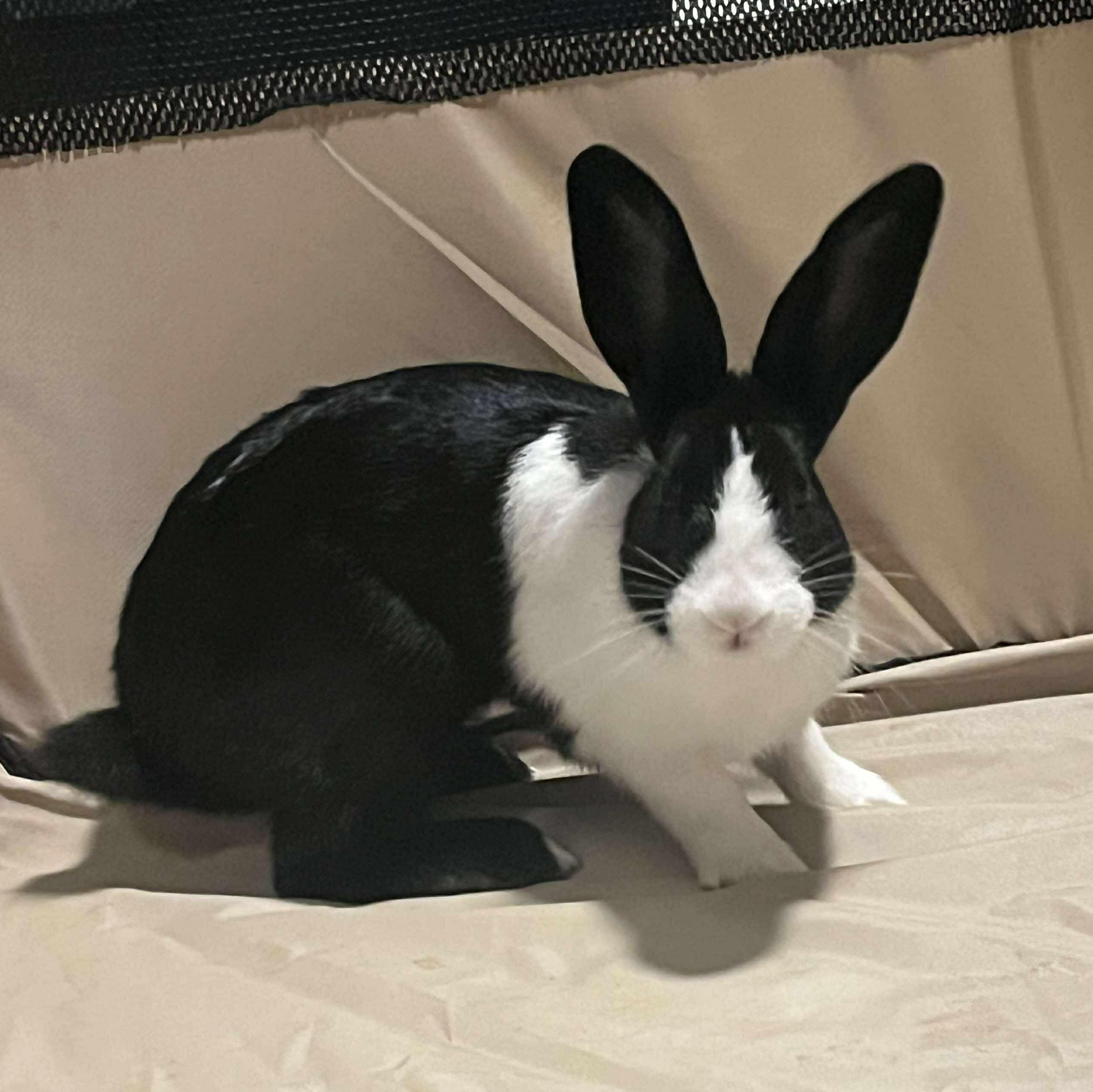Rumi, adopted, Young Female Dutch.